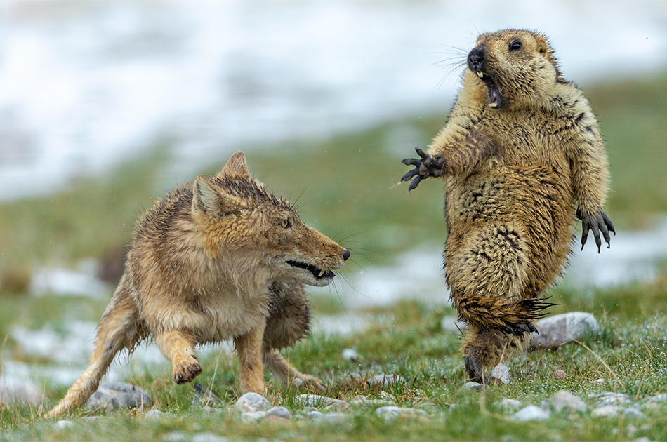 Wildlife Photographer of the Year 2019